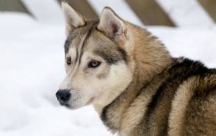Husky Dog - Enchanting Lapland - On the Go Tours