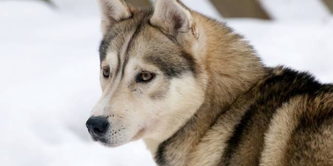 Husky Dog | Lapland | Finland