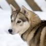 Husky Dog | Lapland | Finland