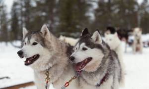 Husky Farm - Finland - On The Go Tours