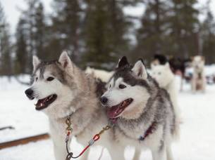 Husky Farm - Finland - On The Go Tours