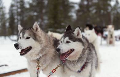 Huskies in Lapland | Finland