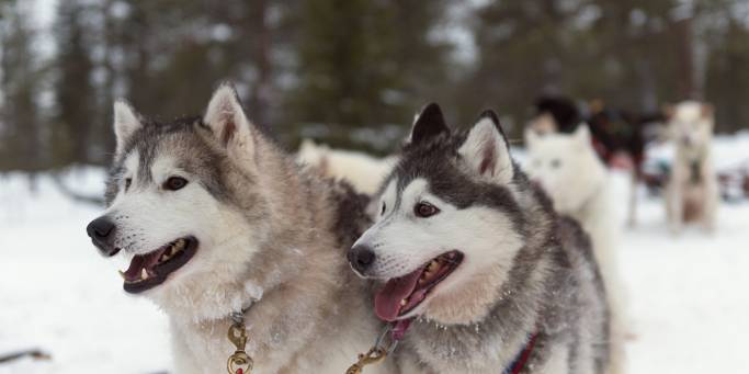 Huskies in Lapland | Finland