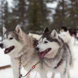 Huskies in Lapland | Finland