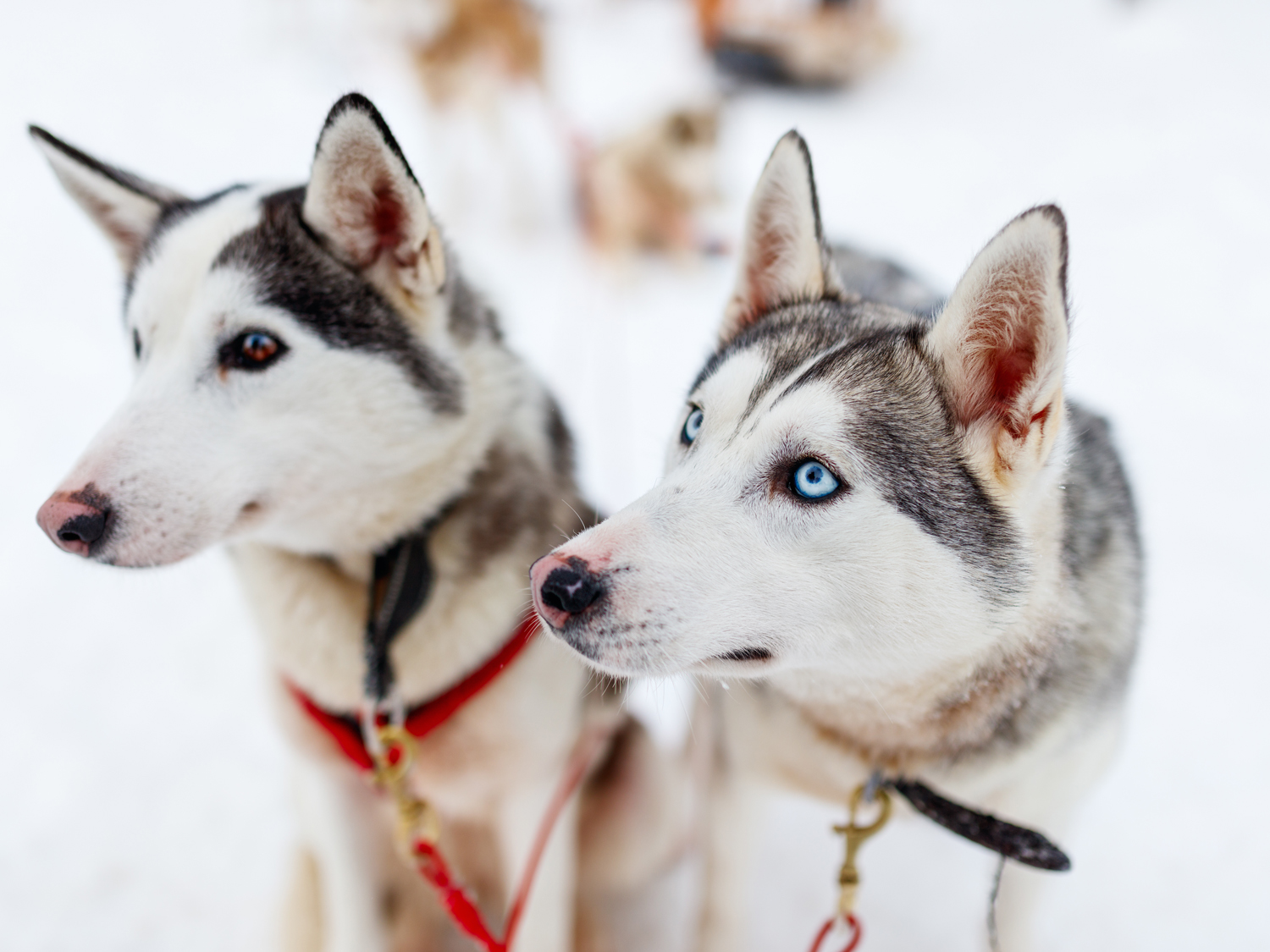 Huskies | Finland