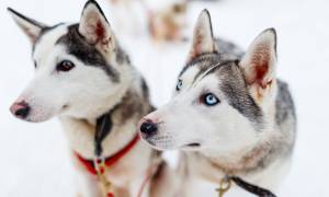 Husky Sledding - Christmas in Finland - On The Go Tours