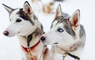 Husky Sledding - Christmas in Finland - On The Go Tours