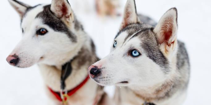 Huskies | Finland