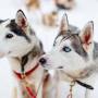 Huskies | Finland