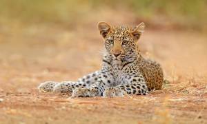 Hwange NP Leopard - On The Go Tours