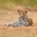 Young Leopard in Hwange | Zimbabwe | On The Go Tours