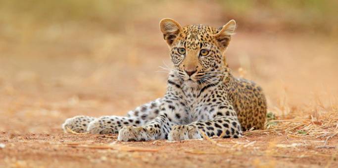 Young Leopard in Hwange | Zimbabwe | On The Go Tours