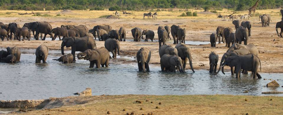 Herd of elephants drinking at a water hole at Hwange National Park