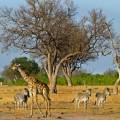 Herd of elephants drinking at a water hole at Hwange National Park