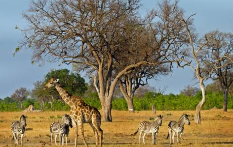 Hwange National Park in Zimbabwe - On The Go Tours