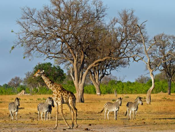 Herd of elephants drinking at a water hole at Hwange National Park