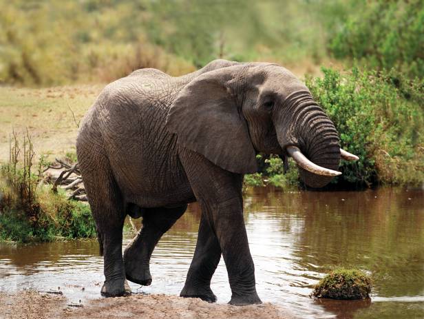 Baby elephant following adult elephant across the dirt road at Chobe National Park