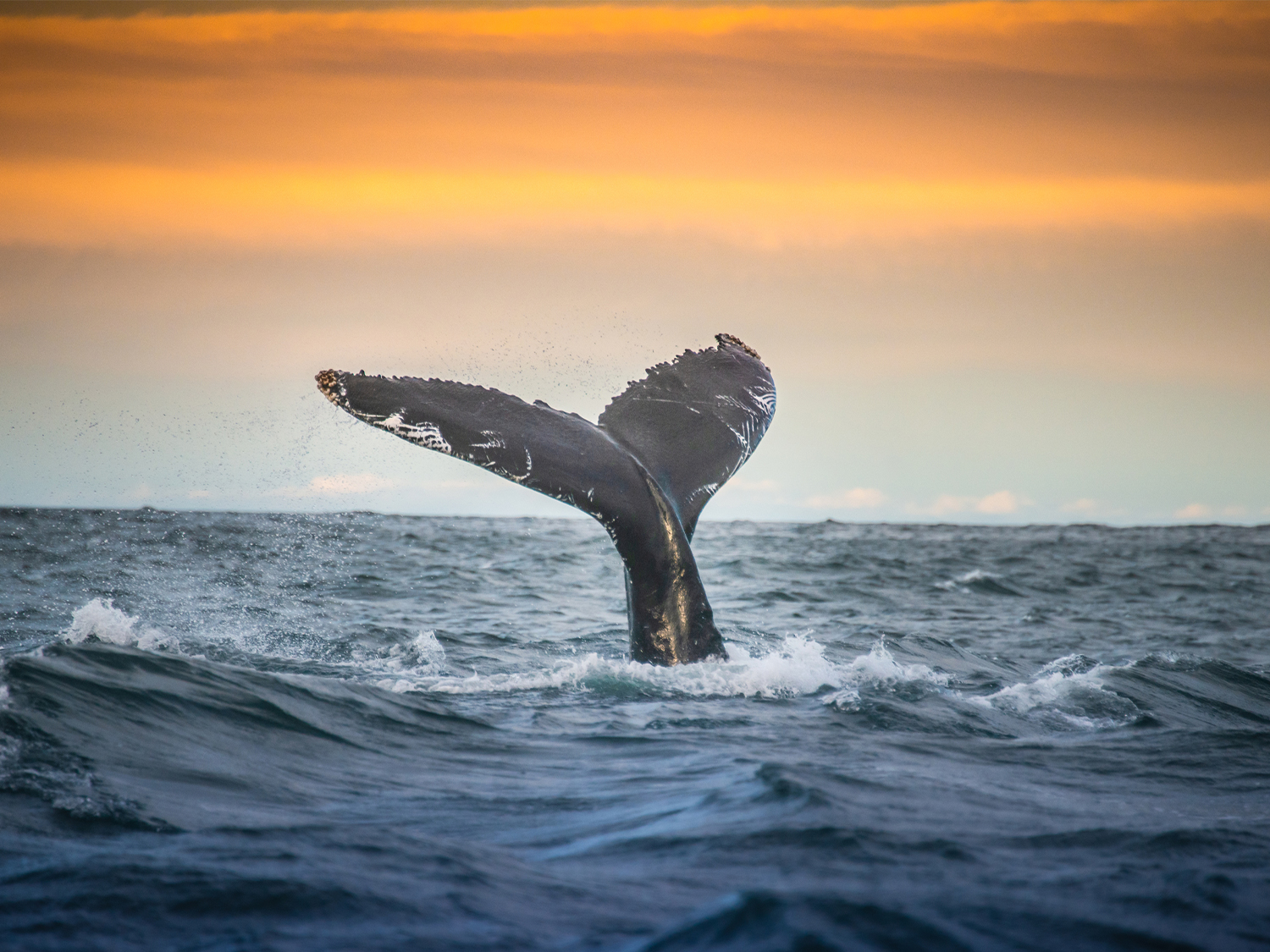 Whale watching in Iceland