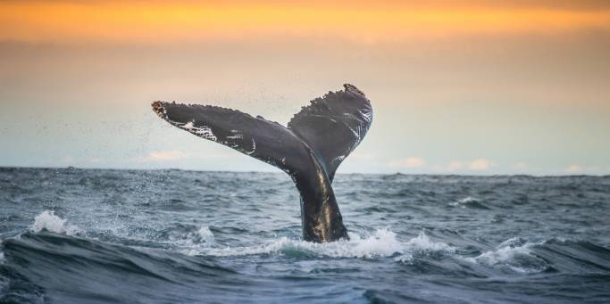 A whale dives below the waves | Iceland