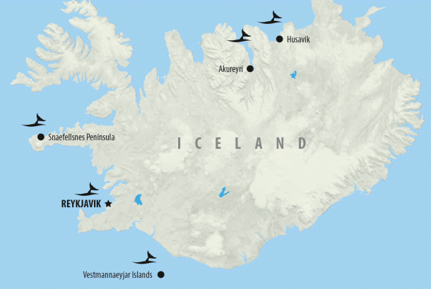 Iceland-Whale-Watching