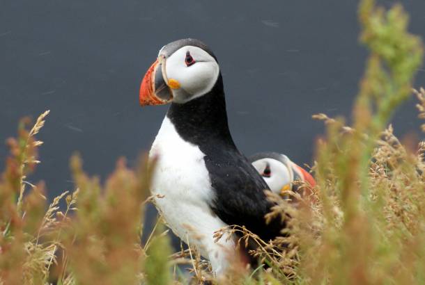 Icelandic Puffin