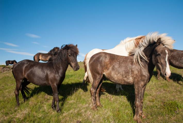 Icelandic horses - Iceland Golden Circle - On The Go Tours