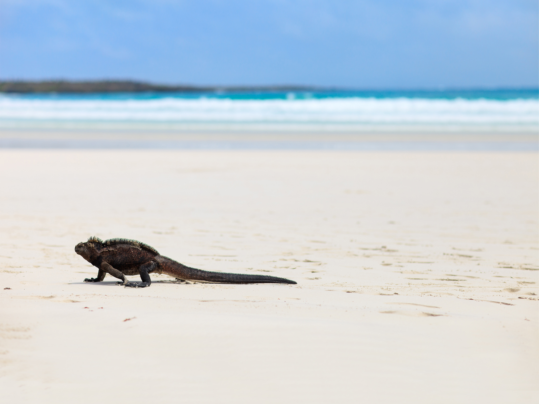 Day 9 - Santa Cruz Island & Bachas Beach