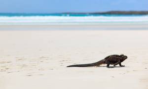 Iguana on beach flipped - Galapagos Cruises - South America Tours - On The Go Tours