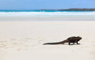 Iguana on beach flipped - Galapagos Cruises - South America Tours - On The Go Tours