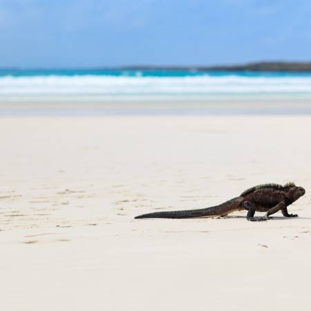 Iguana on beach flipped - Galapagos Cruises - South America Tours - On The Go Tours