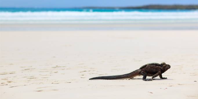 The Galapagos Islands | Ecuador | South America