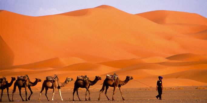 A camel caravan in the Sahara Desert | Morocco