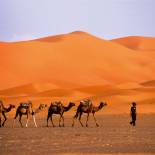 A camel caravan in the Sahara Desert | Morocco