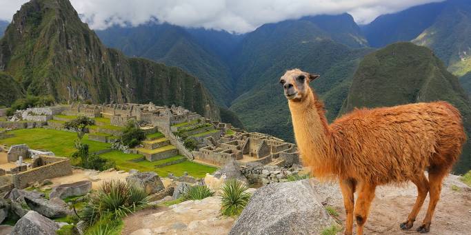 Llama at Machu Picchu | Peru