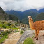 Llama at Machu Picchu | Peru