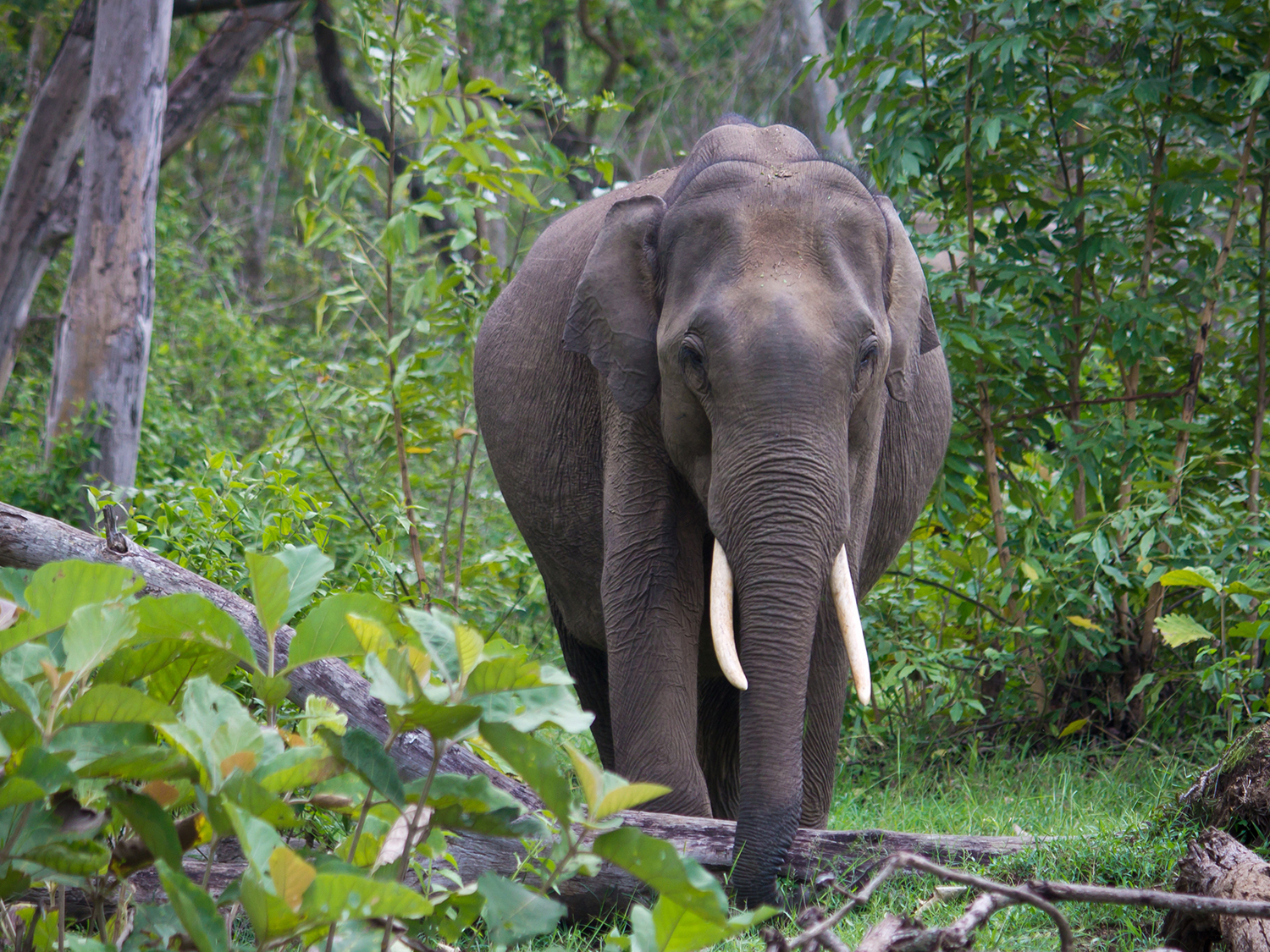 Day 5 - Mysore