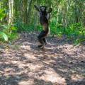 A wide-eyed indri clinging to a tree in the Akanin'ny Nofy Reserve