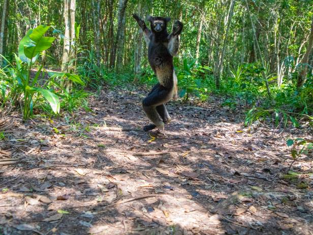 A wide-eyed indri clinging to a tree in the Akanin'ny Nofy Reserve