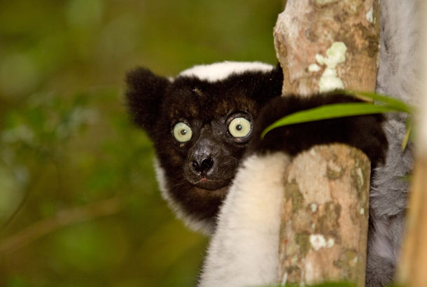 Indri lemur in Andasibe-Mantadia National Park - Madagascar - On The Go Tours