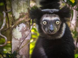 Indri lemur in Madagascar - On The Go Tours