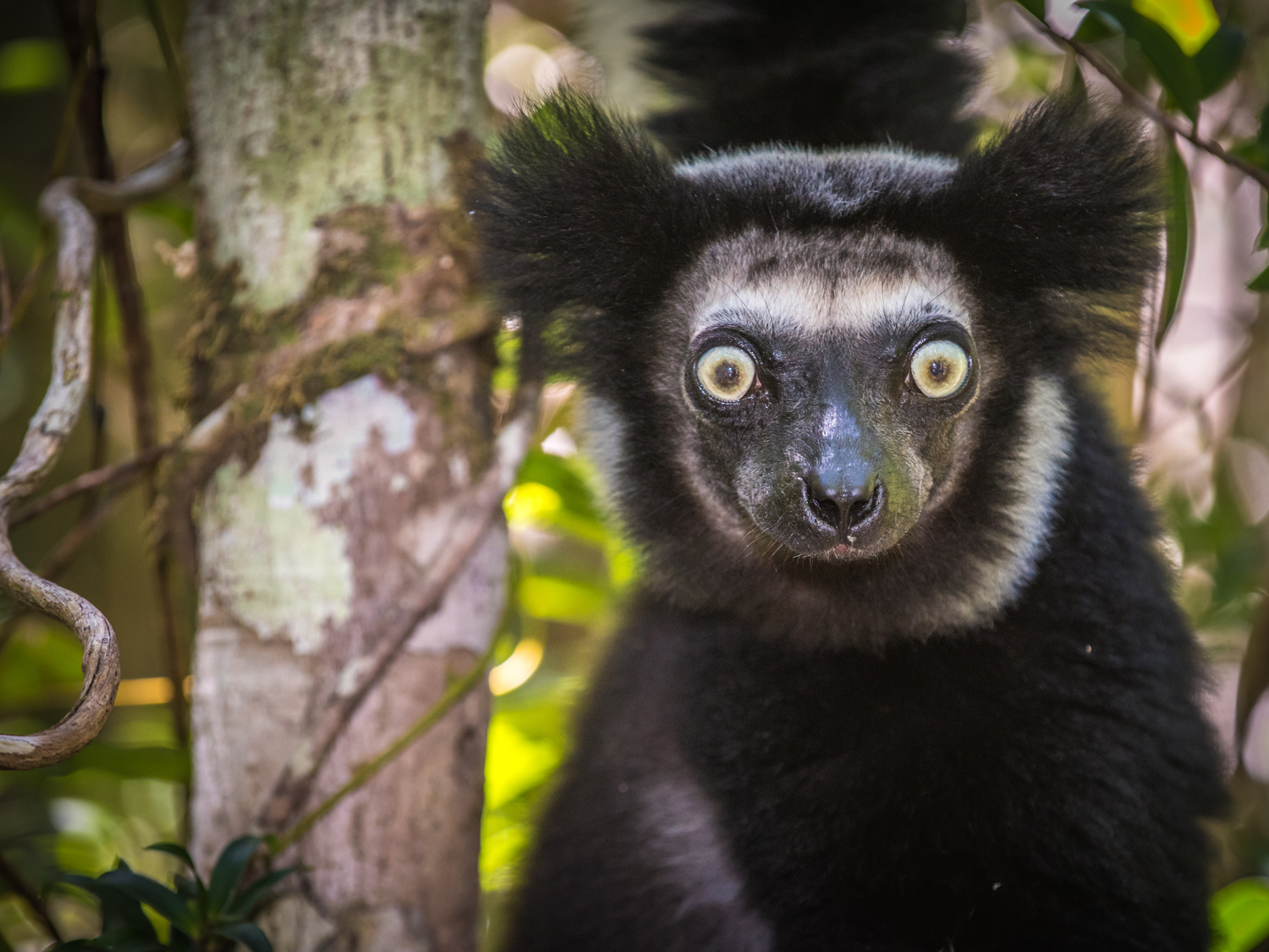 Best of East Madagascar - 11 days