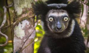 Indri lemur in Madagascar - On The Go Tours