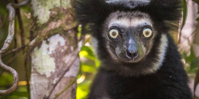 Indri lemur in Madagascar - On The Go Tours