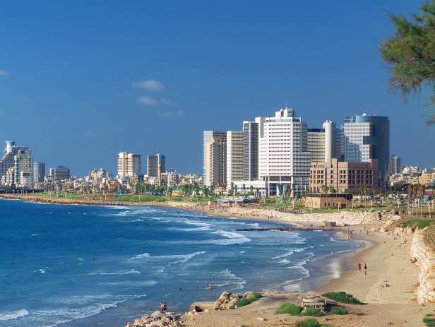 Palm tree in front of the towering skyline of Tel Aviv