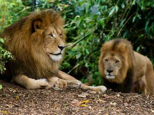 Itinerary Main-Africa