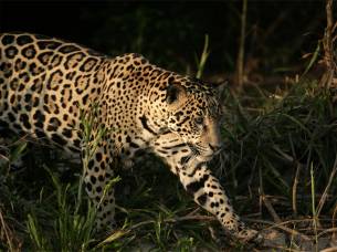 Jaguar - Pantanal - Brazil