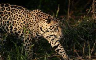 Jaguar - Pantanal - Brazil