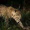 A jaguar in the Pantanal | Brazil | South America