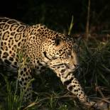 A jaguar in the Pantanal | Brazil | South America