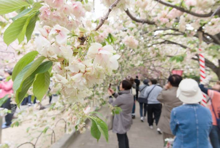 Japan Mint tunnel in Osaka - Cherry blossom in Japan - On The Go Tours